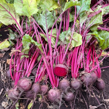 Picture of Beetroot Scarlett F1